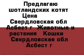 Предлагаю шотландских котят › Цена ­ 3 500 - Свердловская обл., Асбест г. Животные и растения » Кошки   . Свердловская обл.,Асбест г.